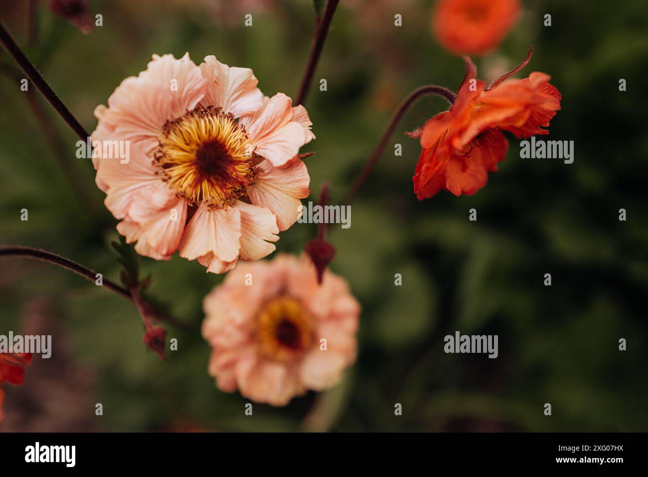 Pastellrosa und rotes Makro detaillierte Frühlingsblumen, natürlicher floraler Hintergrund für Postkarten, Kalender und Poster Stockfoto