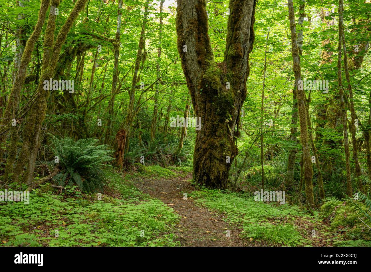 WA25503-00...WASHINGTON - Ein großer, alter Big Leaf Ahornbaum mit einer Doppelspitze, der entlang des Baker Lake Trail wächst. Stockfoto
