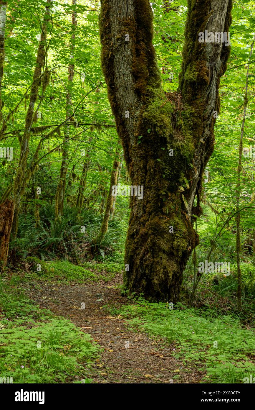 WA25504-05...WASHINGTON - Ein großer, alter Big Leaf Ahornbaum mit einer Doppelspitze, der entlang des Baker Lake Trail wächst. Stockfoto