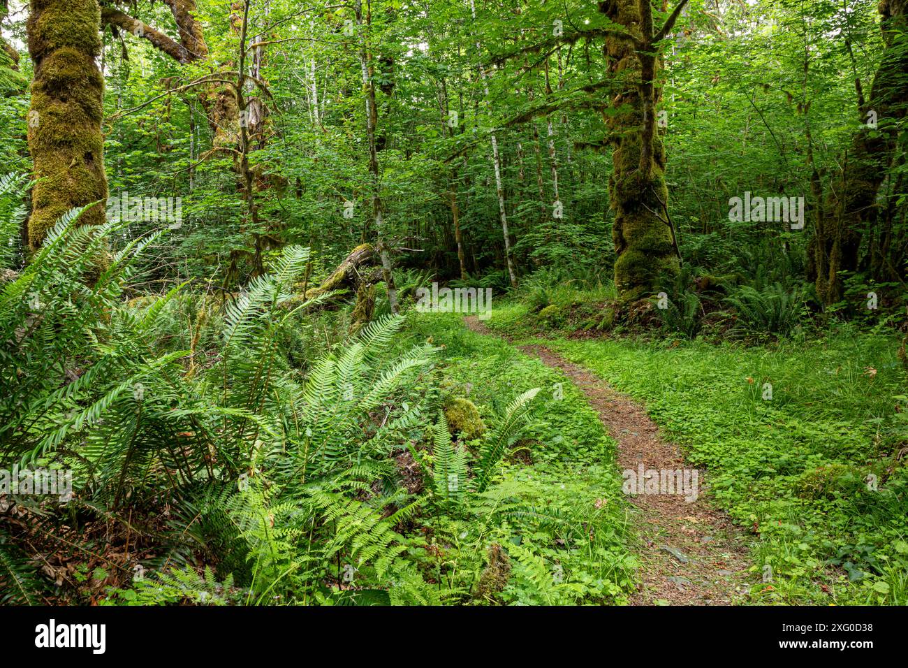 WA25505-00...WASHINGTON - der Baker Lake Trail durchquert einen mit Moos bewachsenen Big Leaf Ahornbaum. Stockfoto