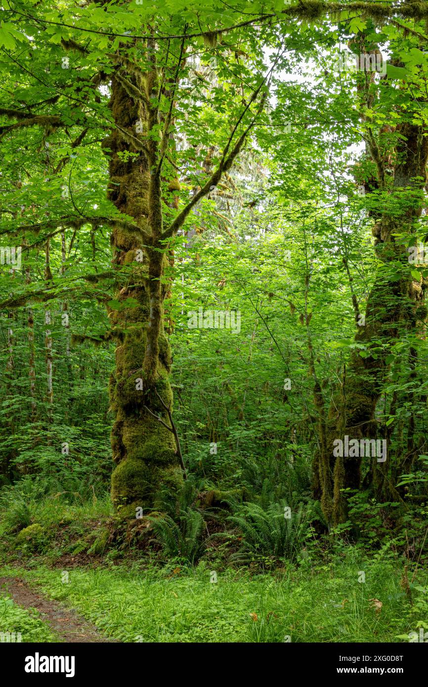 WA25506-00...WASHINGTON - der Baker Lake Trail durchquert einen mit Moos bewachsenen Big Leaf Ahornbaum. Stockfoto