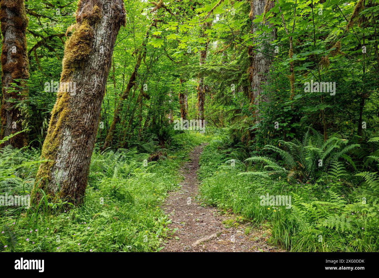 WA25507-00...WASHINGTON - der Baker Lake Trail führt durch einen Wald von Big Leaf Ahornbäumen. Stockfoto