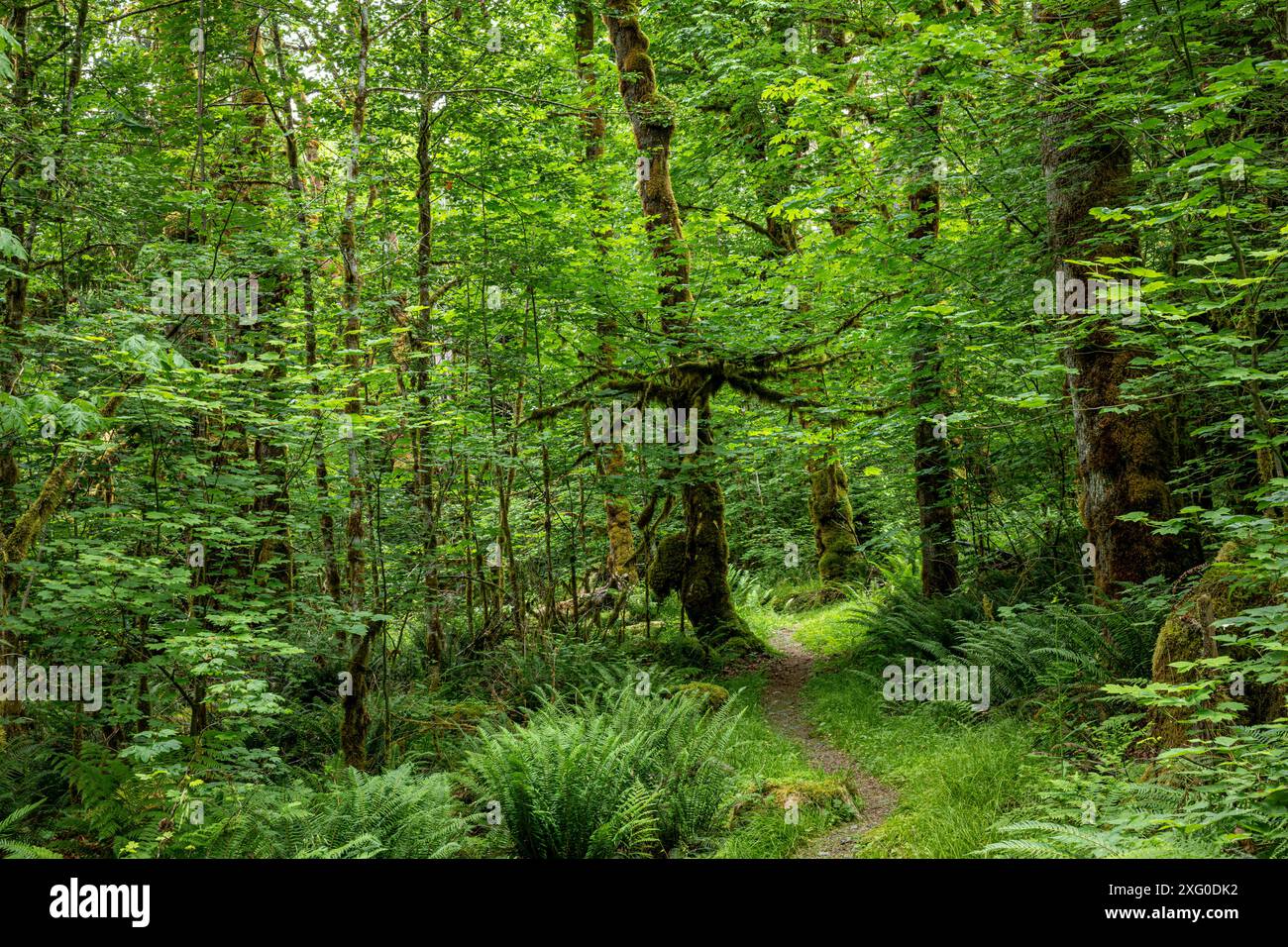 WA25508-00...WASHINGTON - der Baker Lake Trail führt durch einen Wald von Big Leaf Ahornbäumen. Stockfoto