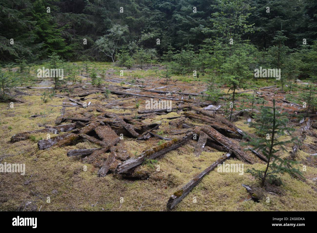 Alte hölzerne Fundamente sind alles, was von dieser verlassenen Stadt Dyea, Alaska am Chilkoot Pass Trail übrig geblieben ist. Stockfoto