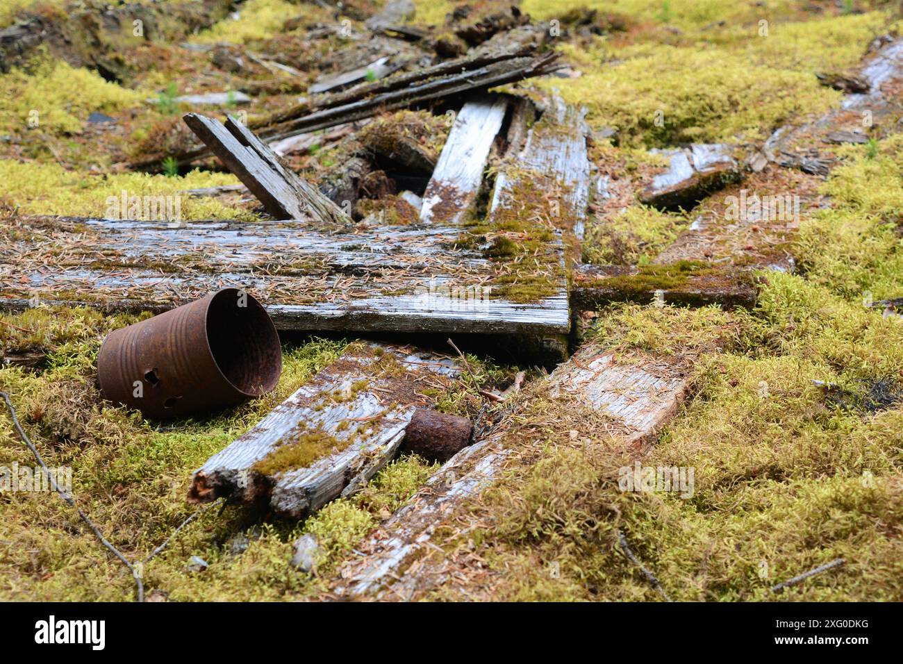 Alte Holzbretter und rostende Blechdosen in der verlassenen Geisterstadt Dyea, Alaska am Chilkoot Pass Trail. Stockfoto
