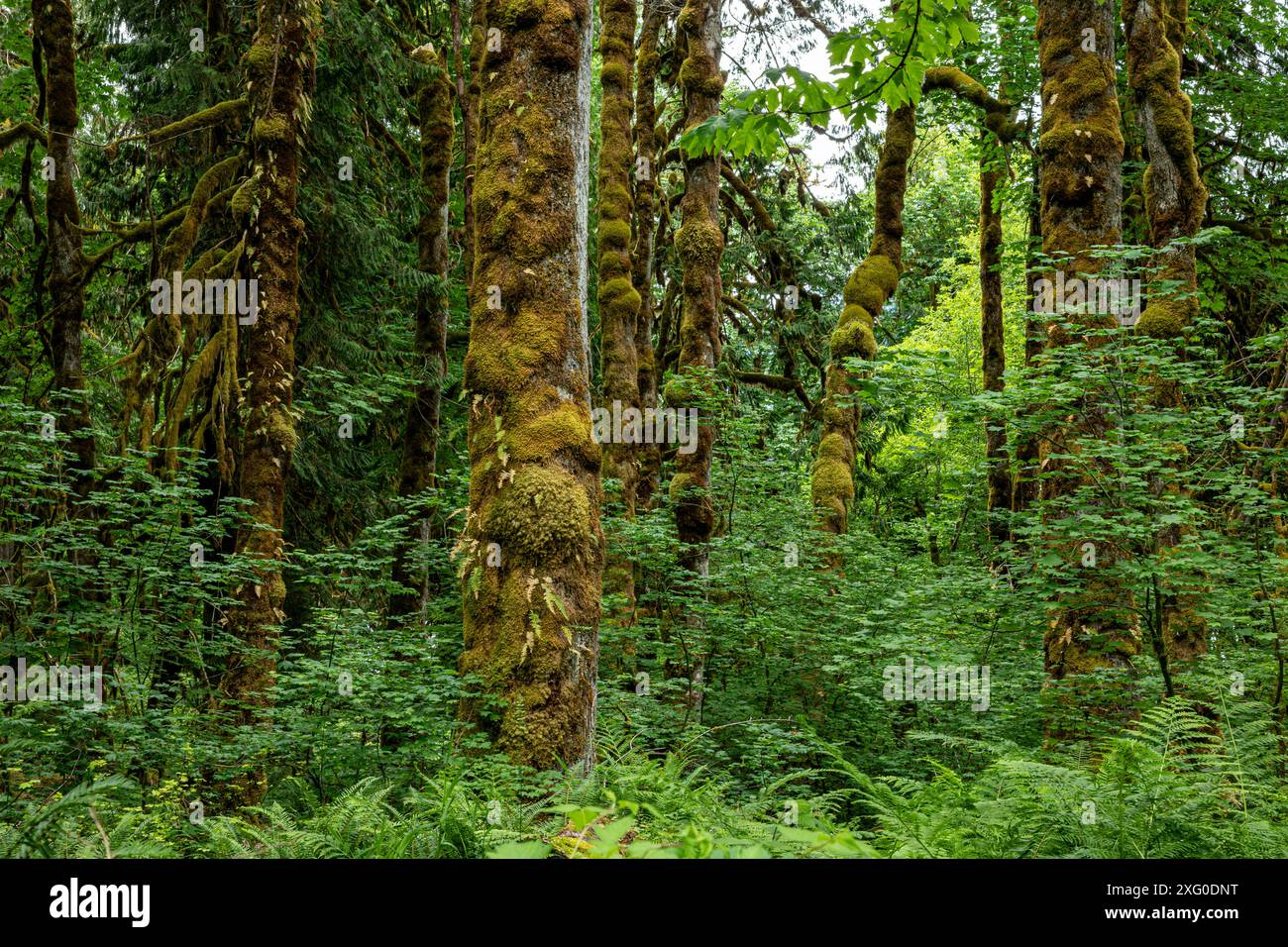 WA25509-00...WASHINGTON - Moos bedeckt mit Moos, das kleine Farne anbaut. Stockfoto
