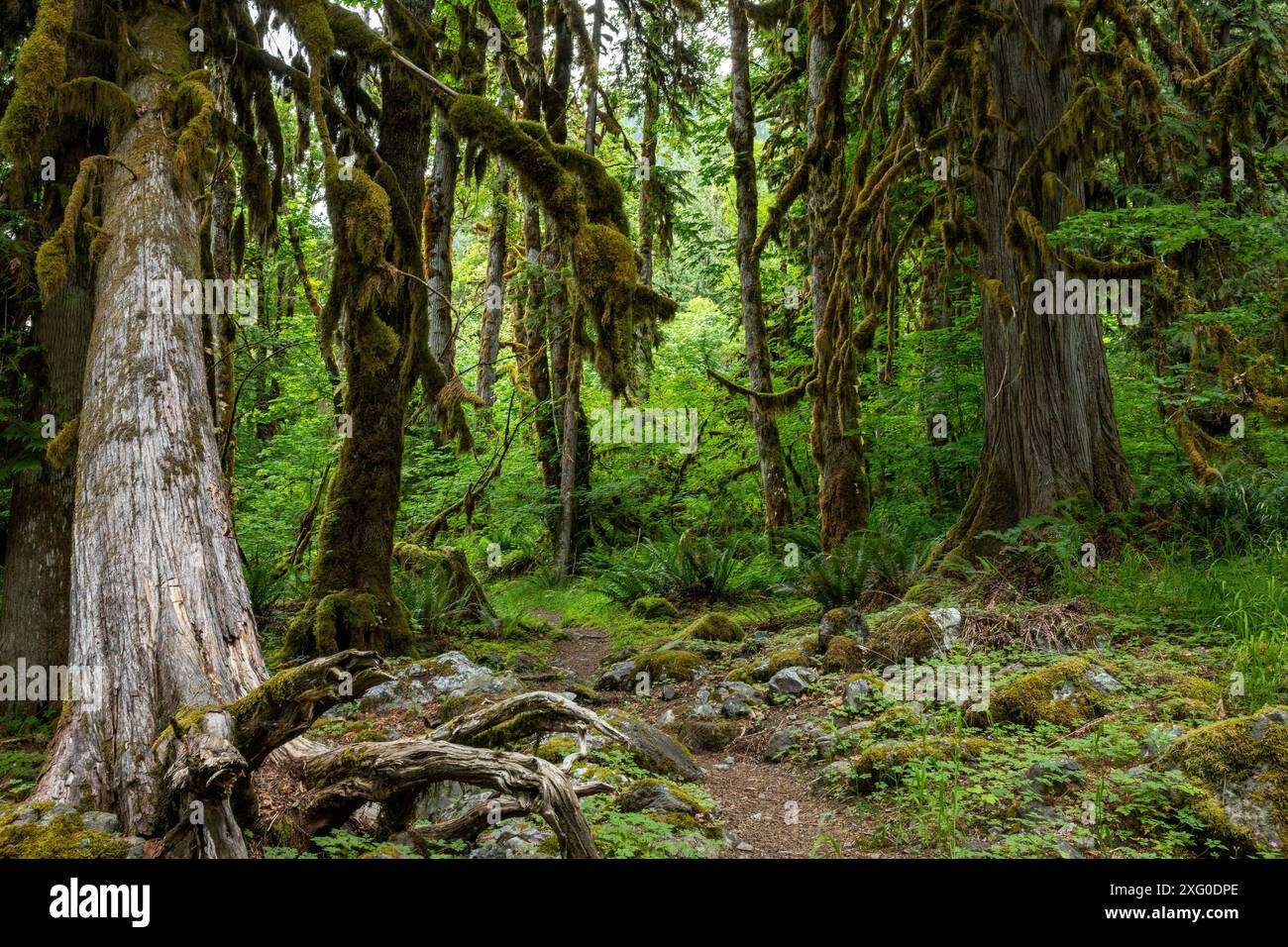 WA25510-00...WASHINGTON - Campingplatz Trail vorbei an moosbedeckten Bäumen am Baker Lake. Stockfoto