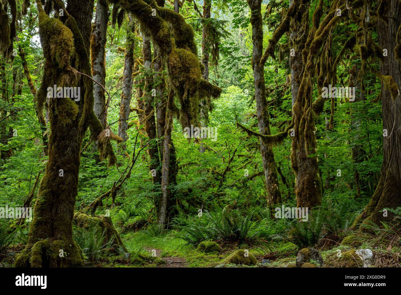 WA25511-00...WASHINGTON - moosbedeckte Äste entlang des Baker Lake Trail. Stockfoto