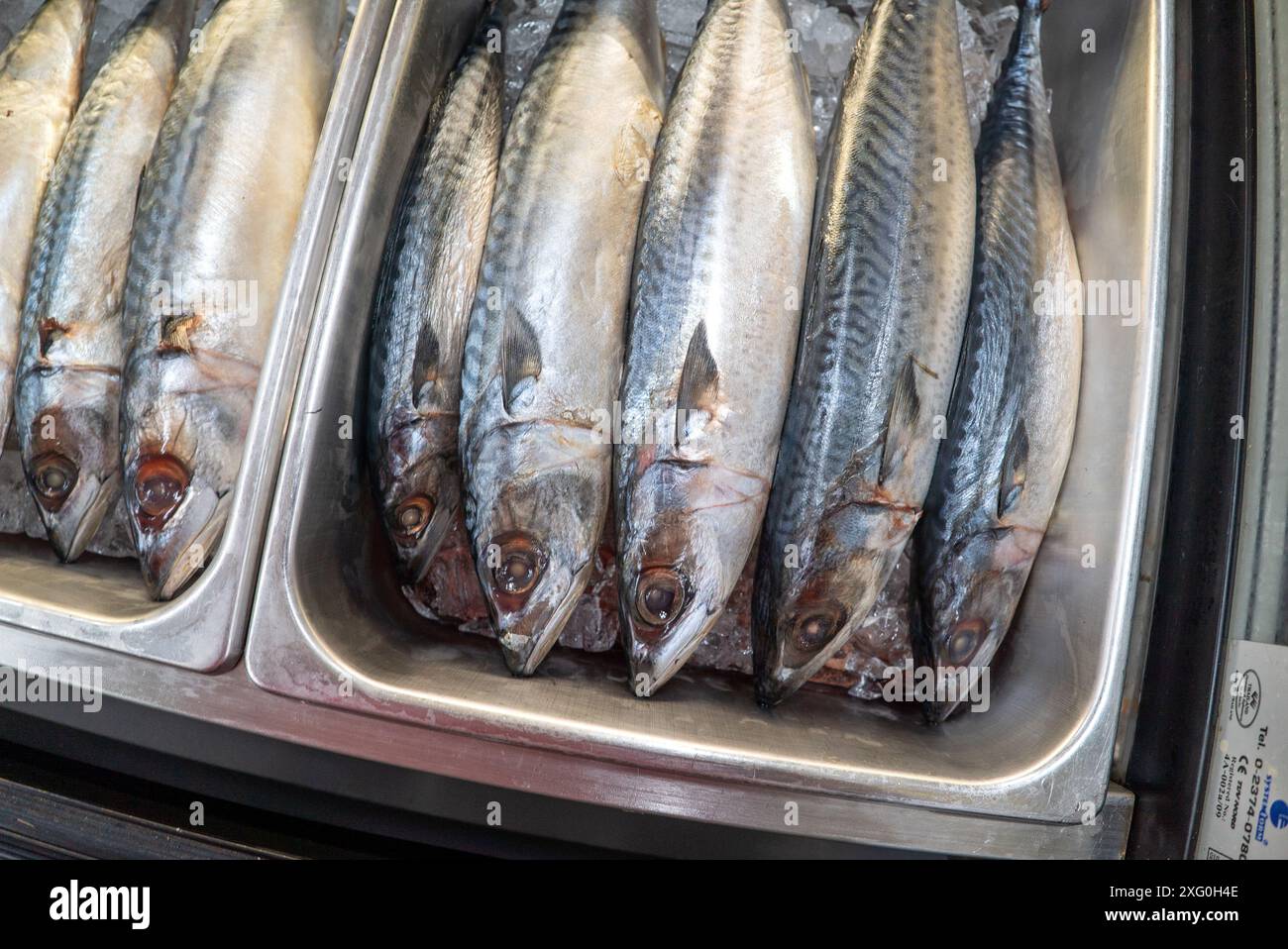 Der saba-Fisch, auch Makrele genannt, ist mit verlockenden Details versehen, sein feuchtes und schuppiges Fleisch glitzert unter der perfekten Beleuchtung. Stockfoto