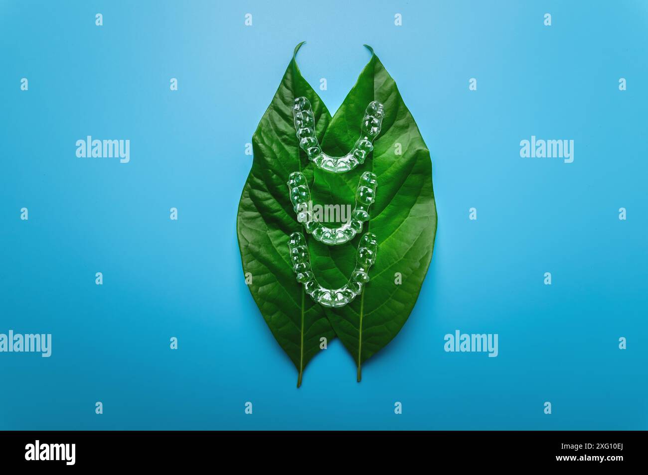 Unsichtbare Plastikspangen drei Stücke liegen auf einem grünen saftigen Blatt einer Blume auf blauem Hintergrund, Studioaufnahme Stockfoto