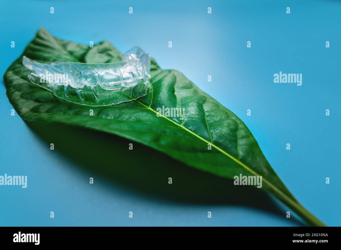 Unsichtbare Plastikspangen ein Stück liegt auf einem grünen saftigen Blatt einer Blume auf blauem Hintergrund, Studioaufnahme Stockfoto