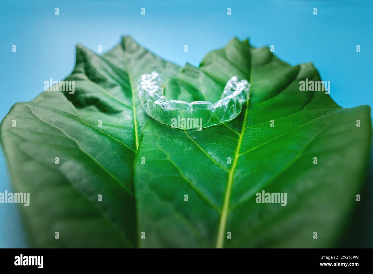 Unsichtbare Plastikspangen ein Stück liegt auf einem grünen saftigen Blatt einer Blume auf blauem Hintergrund, Studioaufnahme Stockfoto