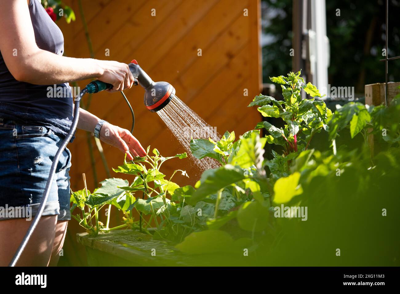 Urban Gardening: Alternative Frau, die frisches Gemüse und Kräuter auf fruchtbarem Boden im eigenen Garten, Hochbeet gießt Stockfoto Urban Gardening: Alternative Frau, die frisches Gemüse und Kräuter auf fruchtbarem Boden im eigenen Garten, Hochbeet gießt Stockfoto