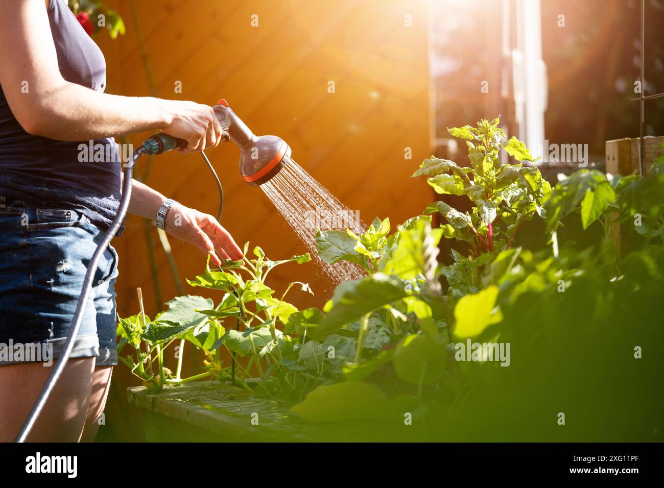 Urban Gardening: Alternative Frau, die frisches Gemüse und Kräuter auf fruchtbarem Boden im eigenen Garten, Hochbeet gießt Stockfoto Urban Gardening: Alternative Frau, die frisches Gemüse und Kräuter auf fruchtbarem Boden im eigenen Garten, Hochbeet gießt Stockfoto