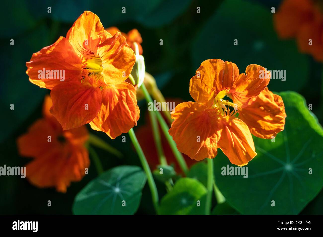 Garten-Nasturtium (Tropaeolum majus), Mönche Kresse organische essbare Pflanzen und Blumen Stockfoto