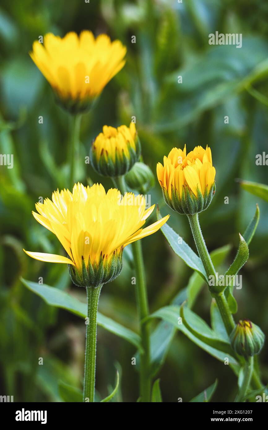 Calendula arvensis, Feldmarigold gelbe Blüten wachsen im Kräutergarten Stockfoto