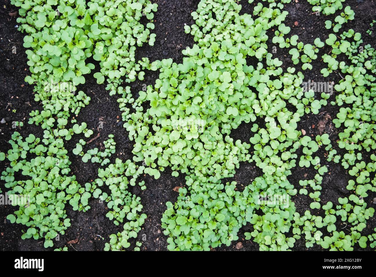 (Sinapis alba) Setzlinge im Gartenbeet, Senfpflanzen Gründünger, Naturdünger Stockfoto