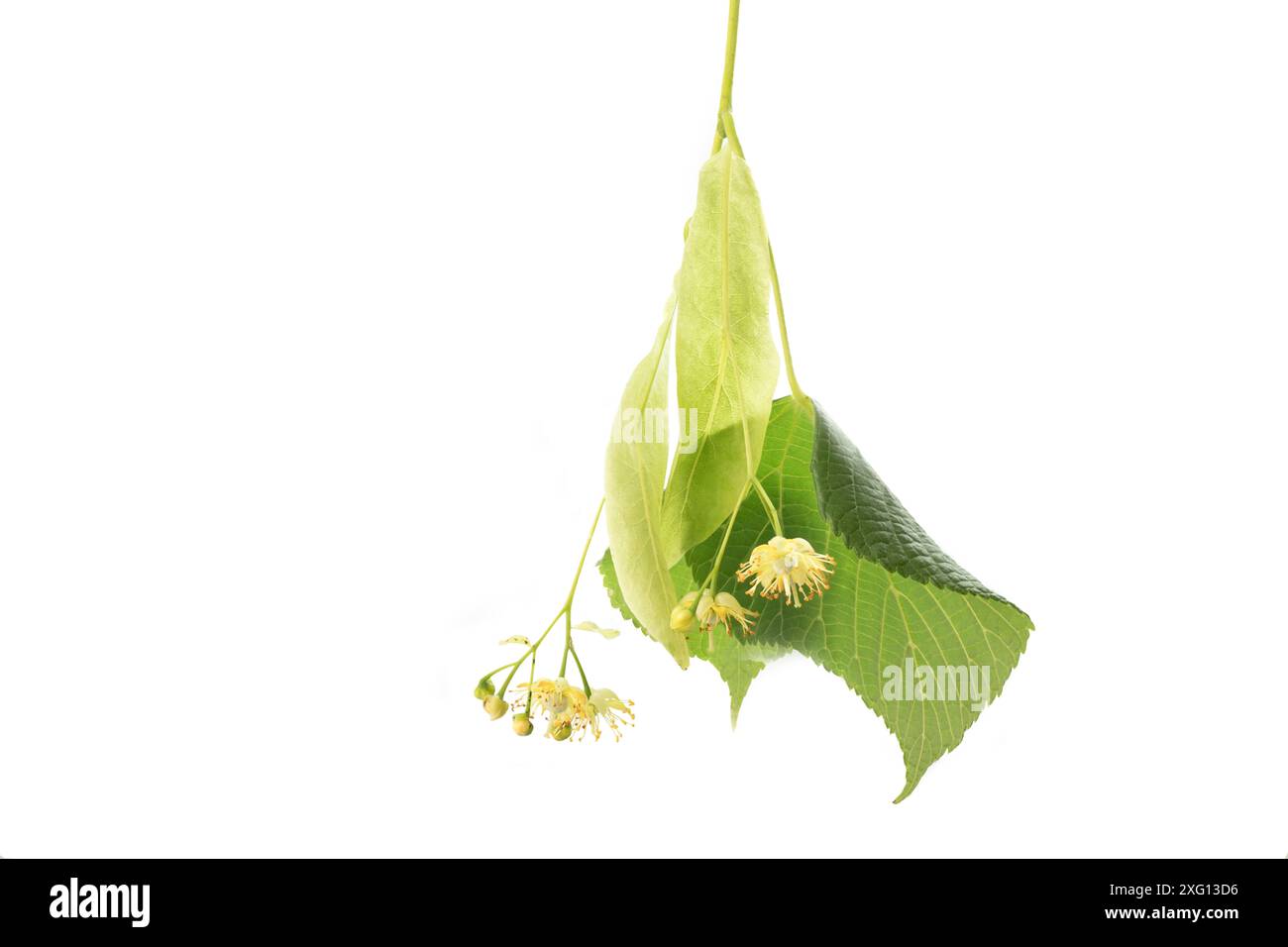 Kalkblüten mit weißen Blättern Stockfoto