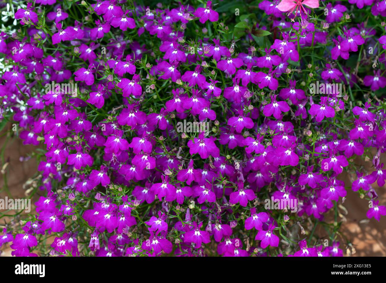 Lobelienblüten (Lobelia erinus) im Garten Stockfoto