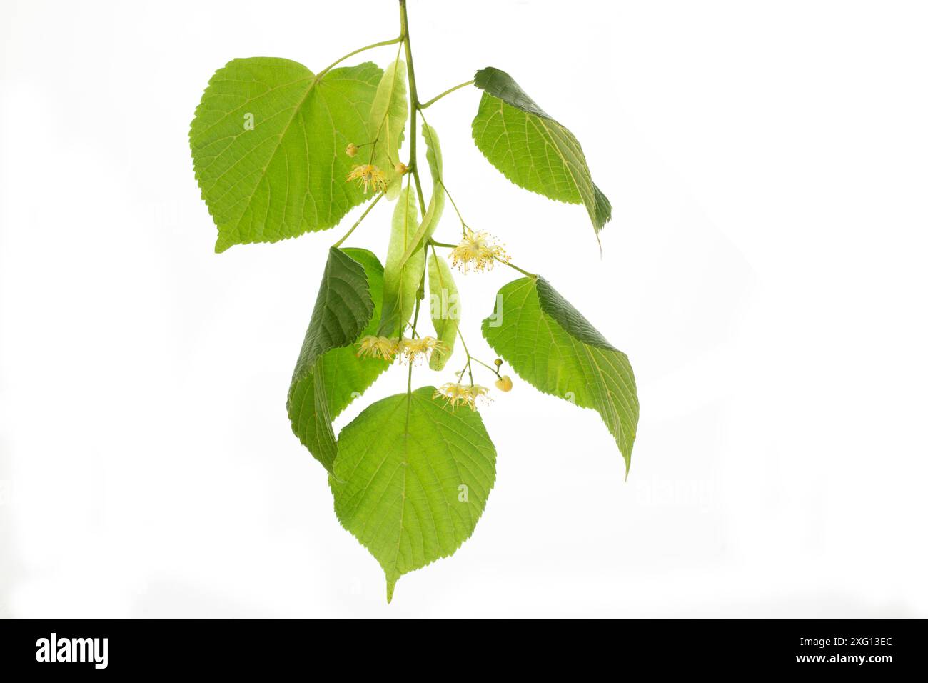 Kalkblüten mit weißen Blättern Stockfoto