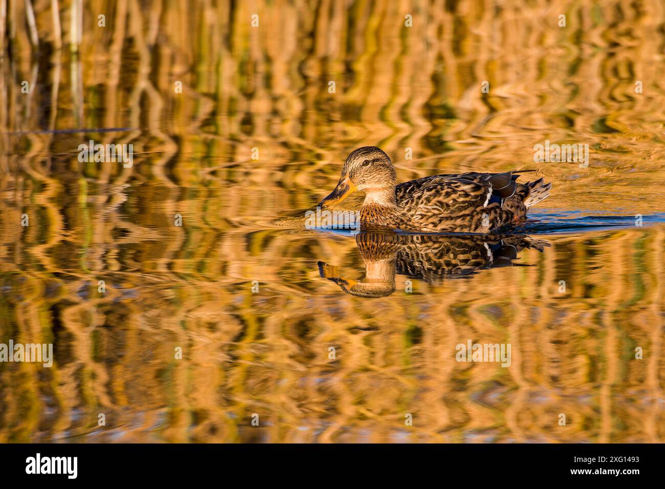 Stockenten-Ente in der Abendsonne im Herbst. Stockenten-Ente in der Abendsonne Stockfoto