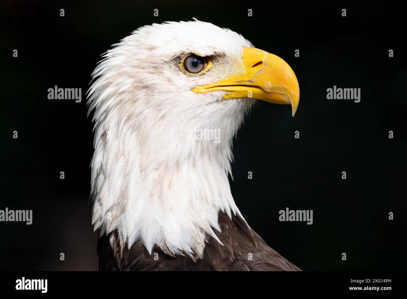 Nahaufnahme eines amerikanischen Weißkopfadlers. Hochwertige Fotografie Stockfoto