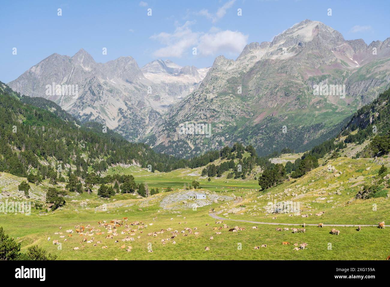 Kuhherde in Plan dÂ Estan, Benasque-Tal, Huesca, Pyrenäen-Gebirge, Spanien Stockfoto