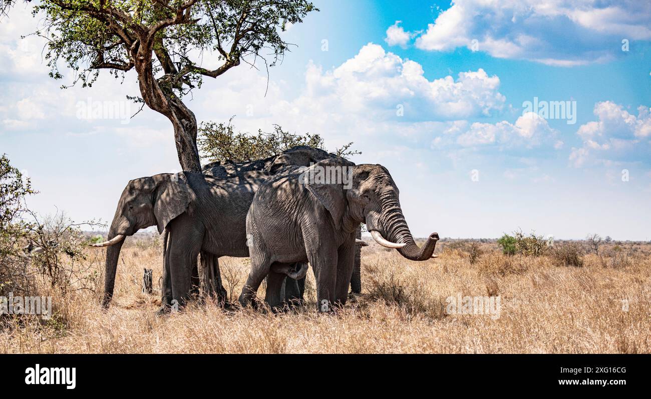 Gruppe afrikanischer Bush-Elefanten, die sich im Schatten verstecken (Loxodonta Africana) im Kruger-Nationalpark, Südafrika Stockfoto