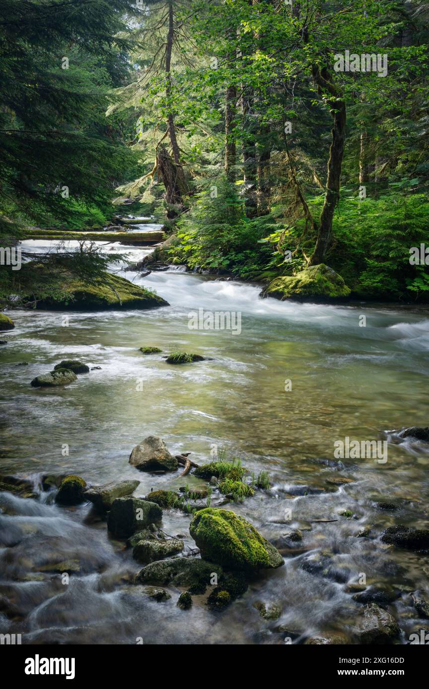 North Fork Sauk River fließt durch den Wald, Cascade Mountains, Washington State, USA Stockfoto