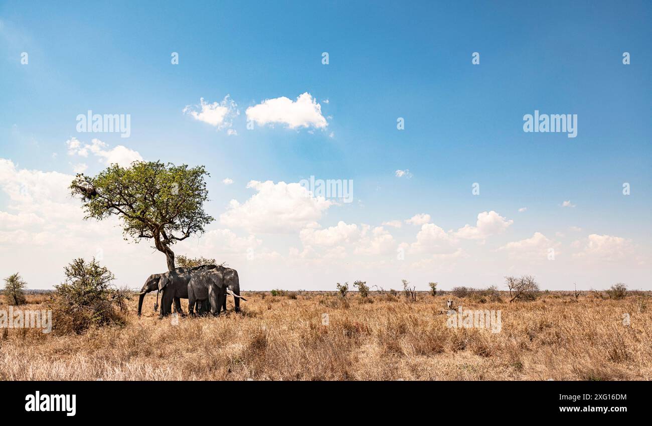 Gruppe afrikanischer Bush-Elefanten, die sich im Schatten verstecken (Loxodonta Africana) im Kruger-Nationalpark, Südafrika Stockfoto