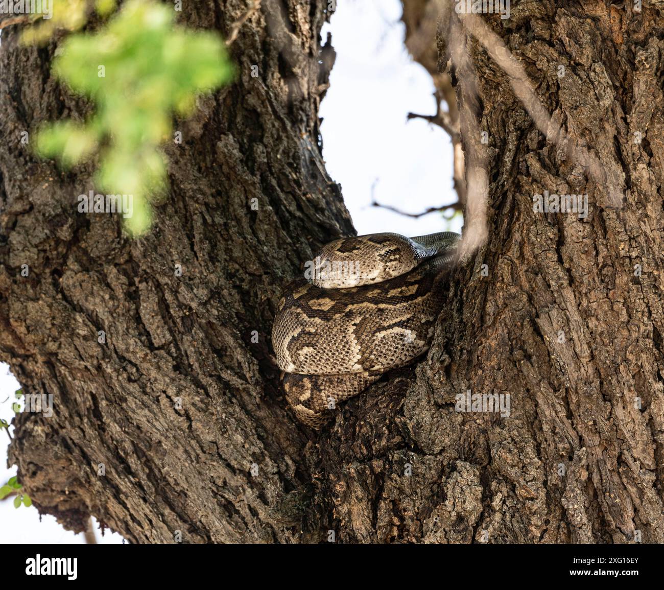 Python (Pythonidae) auf einem Baum, Kruger-Nationalpark, Südafrika Stockfoto