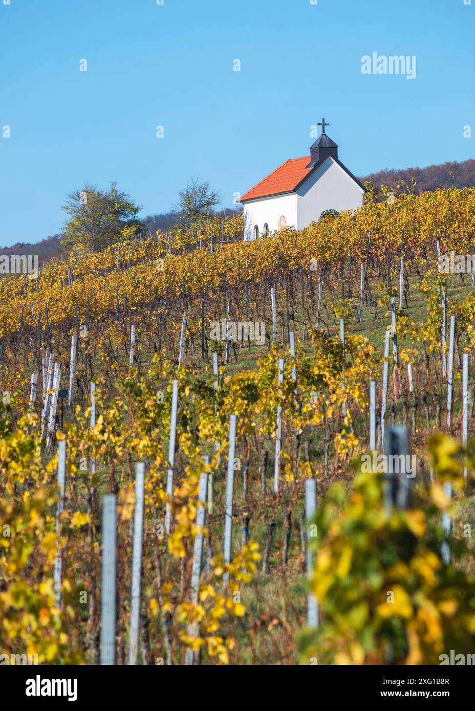 Herbstliche Weinberge, Weingartenkapelle in Neckenmarkt, Bezirk Oberpullendorf, Burgenland, Österreich Stockfoto