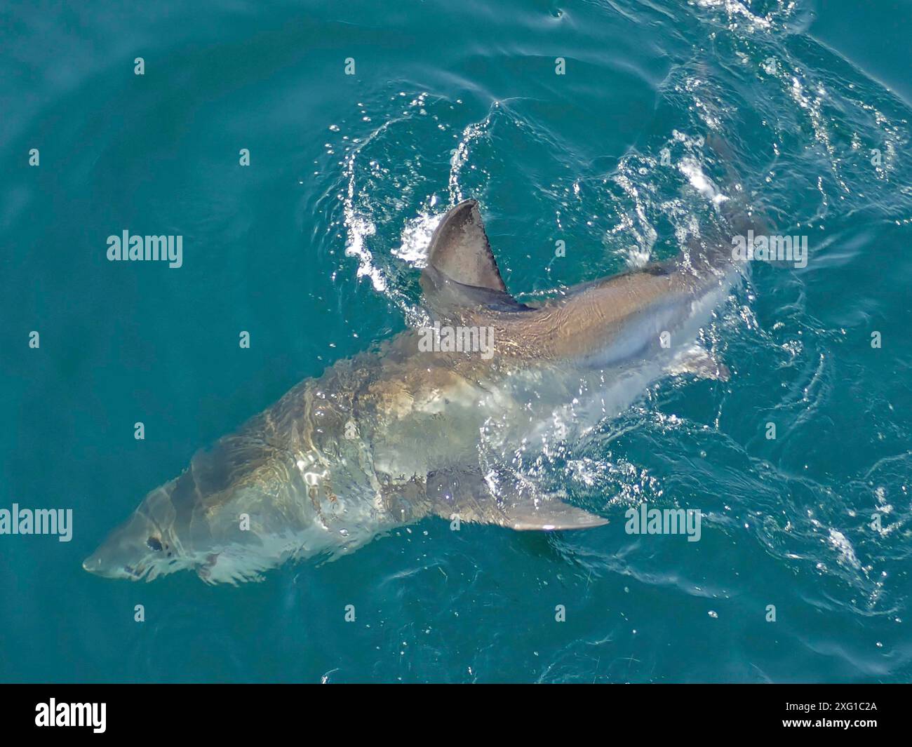 Ein großer weißer Hai (Carcharodon carcharias) schwimmt im offenen blauen Meer und bricht die Oberfläche. Tauchplatz False Bay, Kap der Guten Hoffnung, Kapstadt Stockfoto