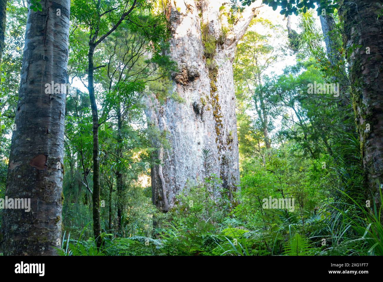 'Te Matua Ngahere' Kauri Tree - Neuseeland Stockfoto