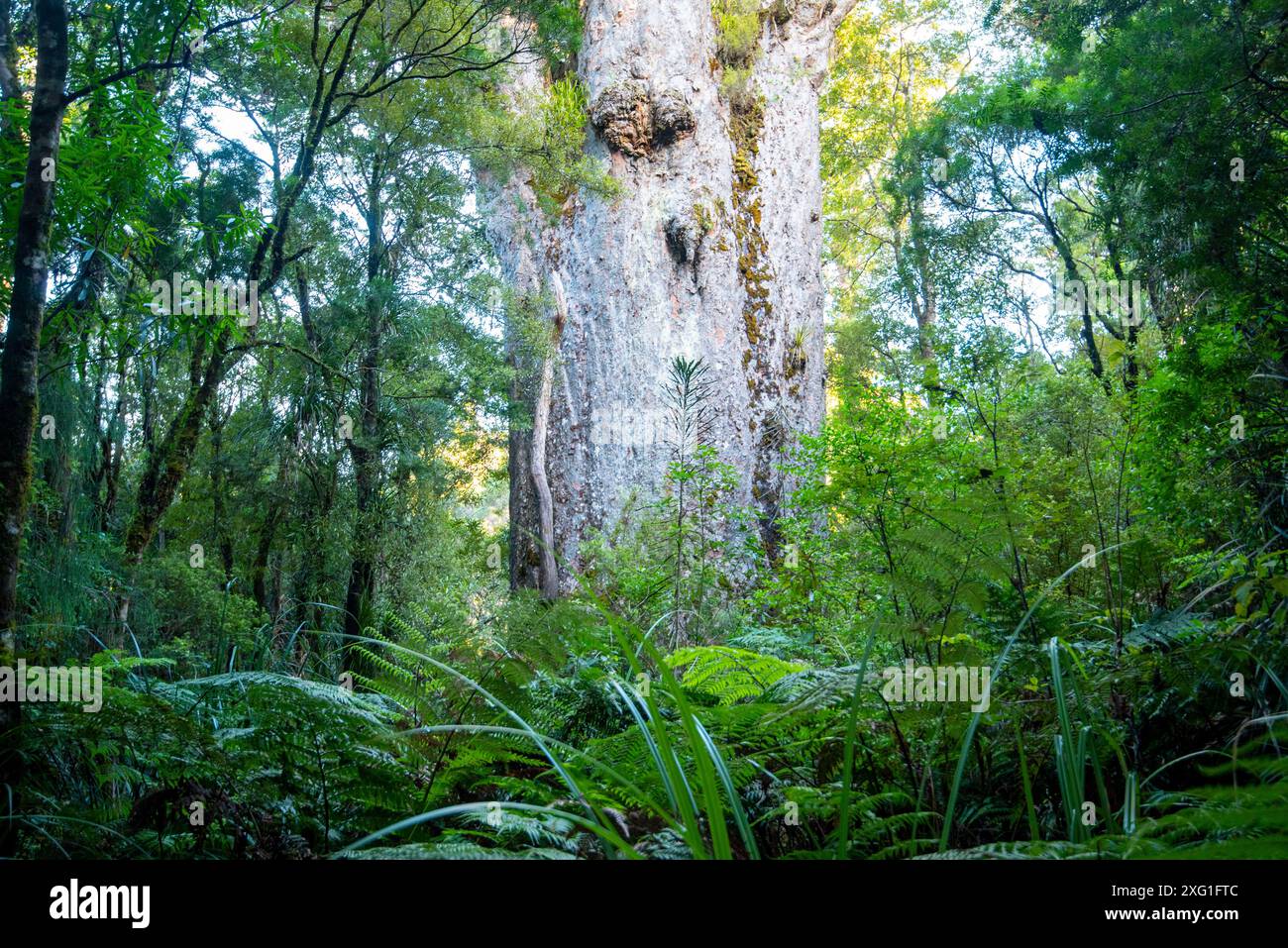 'Te Matua Ngahere' Kauri Tree - Neuseeland Stockfoto