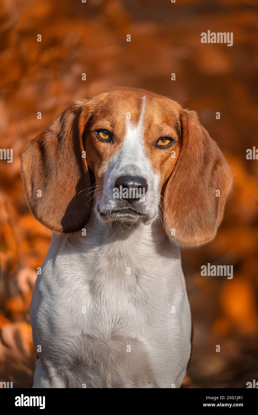 Porträt eines reinrassigen Hundes Beagle im Herbstpark Stockfoto