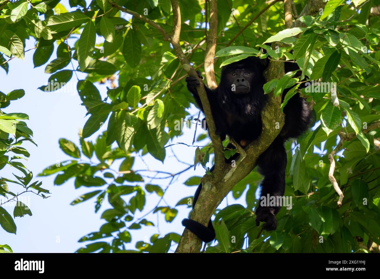 Black Howler Monkey - Alouatta Caraya, wunderschöner schwarzer Langschwanzprimat aus südamerikanischen tropischen Wäldern, Brasilien. Stockfoto