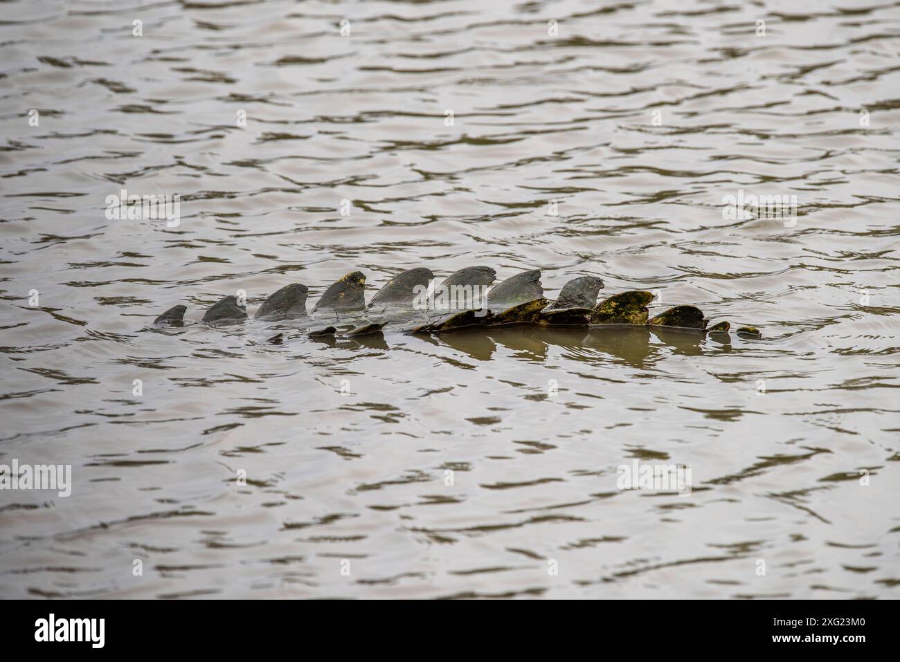 Krokodil. Stockfoto