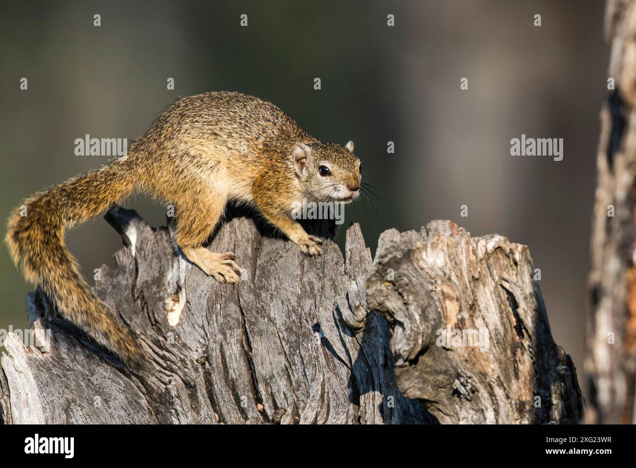 Smith's Bush Eichhörnchen. Stockfoto