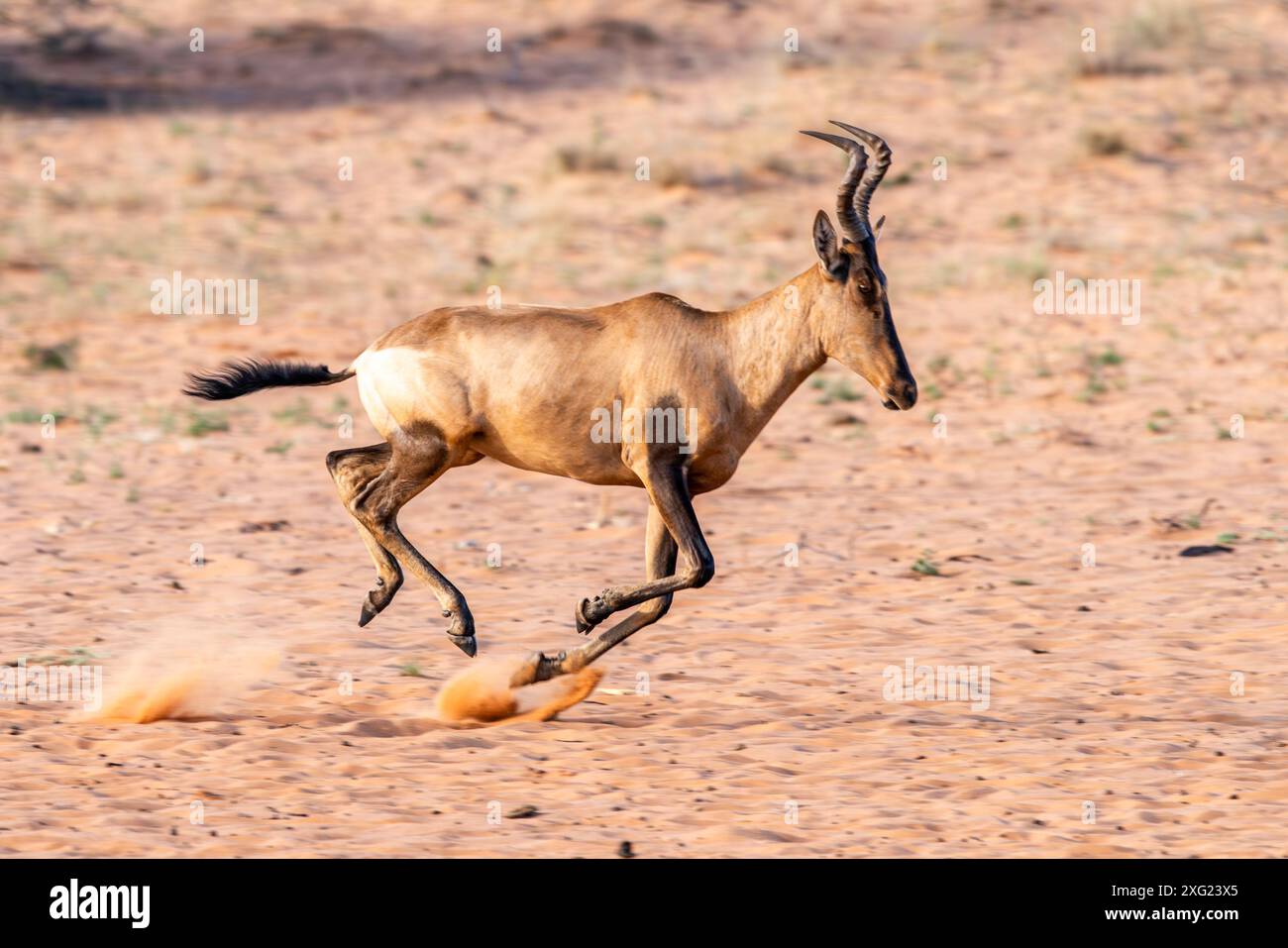 Das Rote Hartebeest in Südafrika. Stockfoto