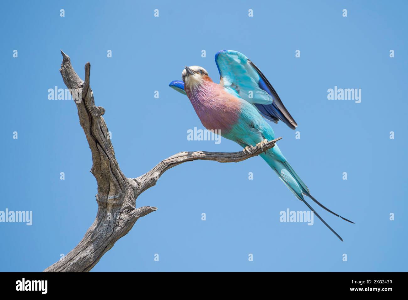 Flieder-Breasted-Roller. Stockfoto