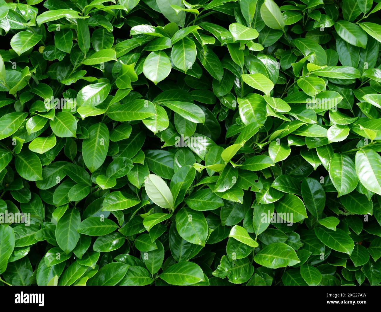 Lorbeerhecke, ideal als Hintergrund oder Textur. Die dichten grünen Blätter bieten eine natürliche und ästhetische Gestaltungsmöglichkeit. Stockfoto