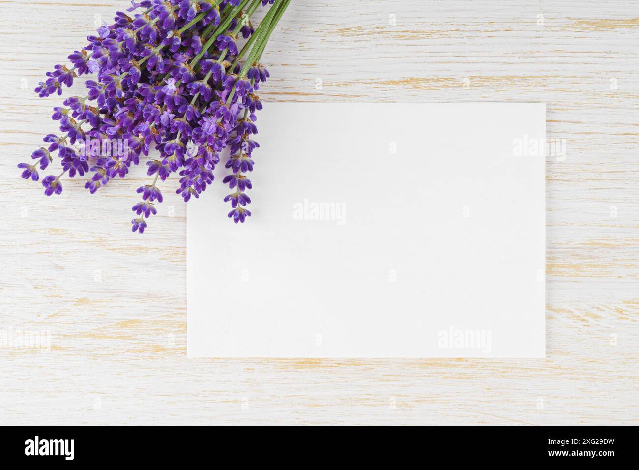 Blumenstrauß aus blühenden Lavendelblüten auf weißer Holzoberfläche mit rechteckigem leerem Blatt Papier mit Kopierraum, Draufsicht, Nahaufnahme. Blumendruck Stockfoto