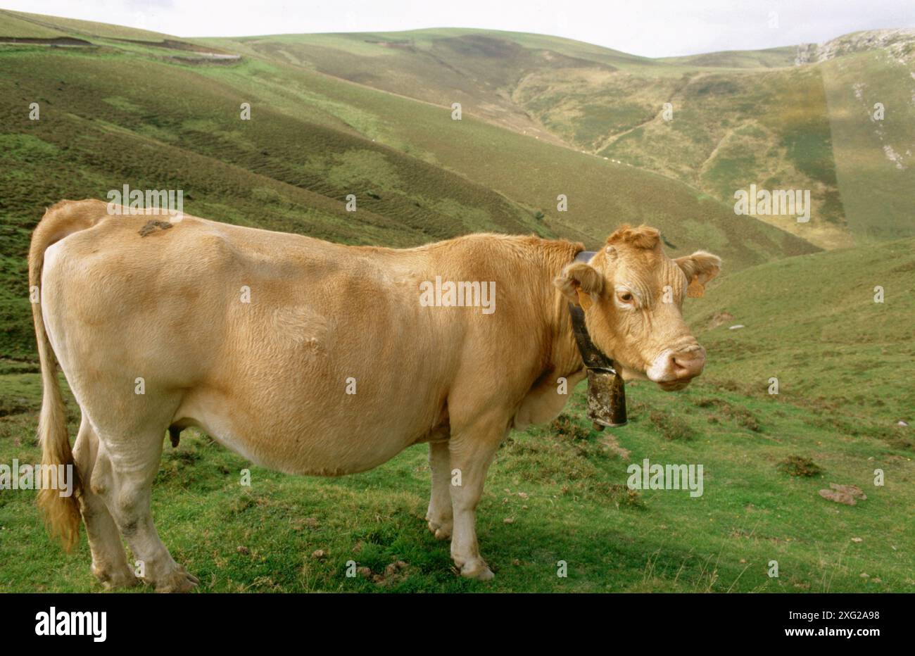 Kuh. Ochagavía. Sierra de Abodi. Navarra. Spanien Stockfoto