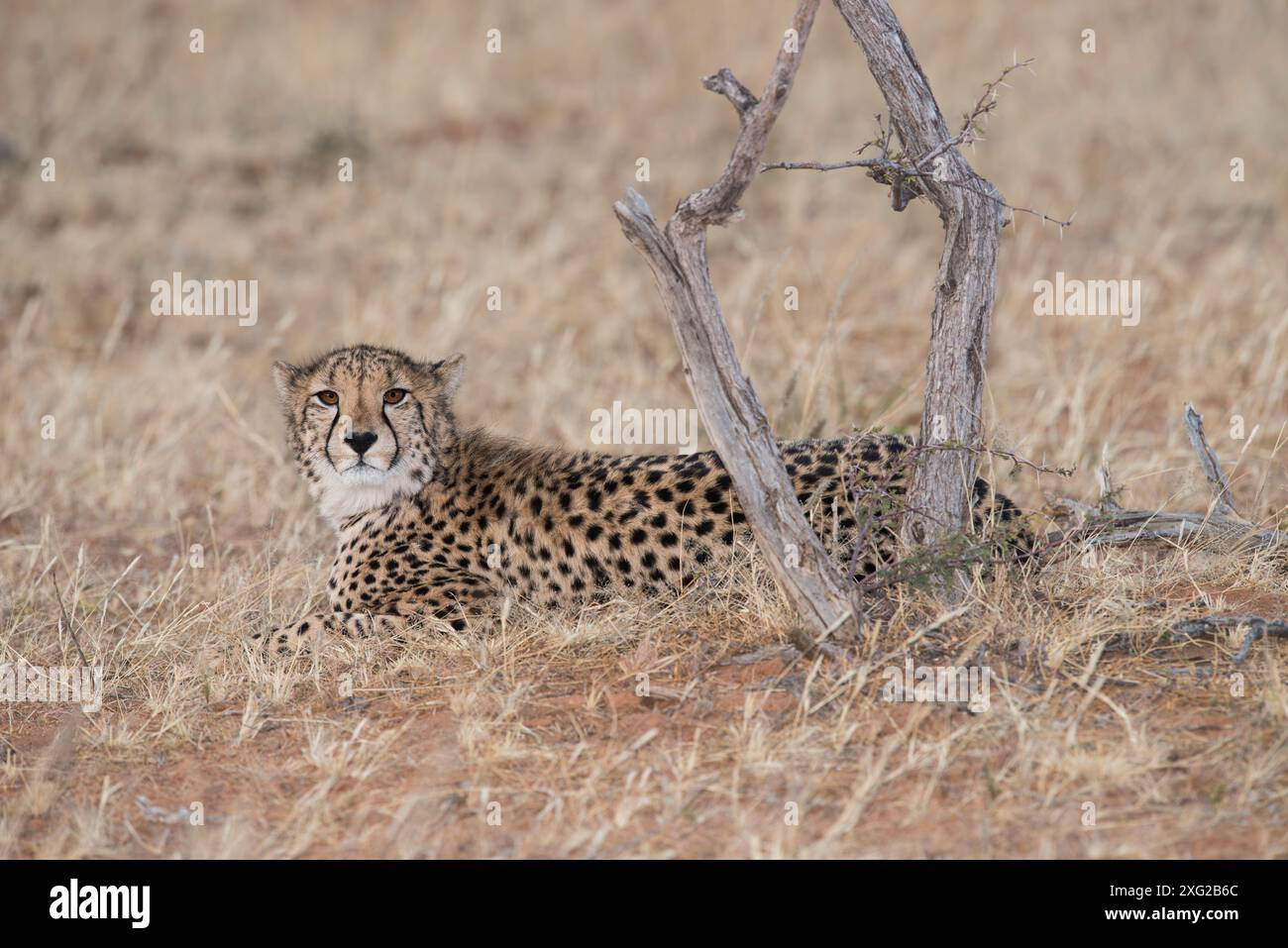 Geparden-Brüder in der Kalahari. Stockfoto