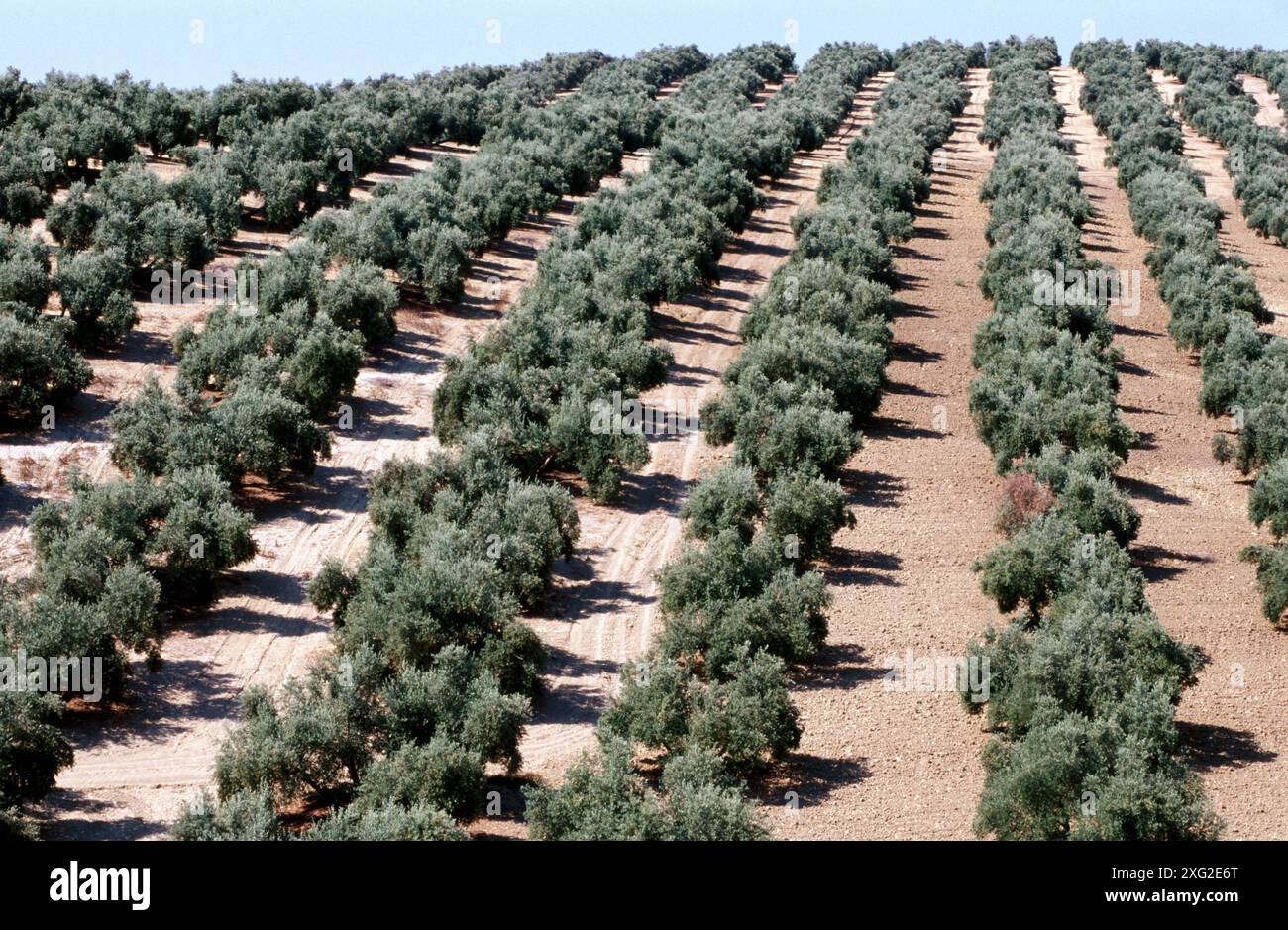 Olivenbume in spanien -Fotos und -Bildmaterial in hoher Auflsung  Alamy