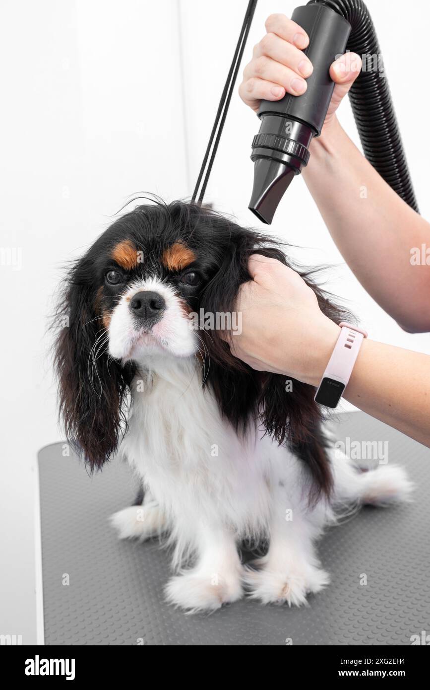 Ein Tierpfleger, der nach dem Bad einen Cavalier King Charles Spaniels Pelz mit einem Haartrockner trocknet. Der Hund sitzt auf einem Tisch, gehalten vom Trauzeugen, mit einem hohen V Stockfoto