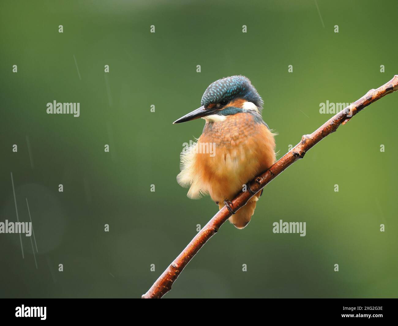 Junge Königsfischer lernen ihren Beruf dort, wo er wirklich erfolgreich ist oder stirbt. Es gibt eine sehr hohe Sterblichkeit an jungen eisvogel. Stockfoto