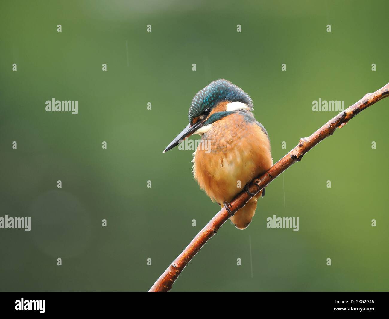 Junge Königsfischer lernen ihren Beruf dort, wo er wirklich erfolgreich ist oder stirbt. Es gibt eine sehr hohe Sterblichkeit an jungen eisvogel. Stockfoto