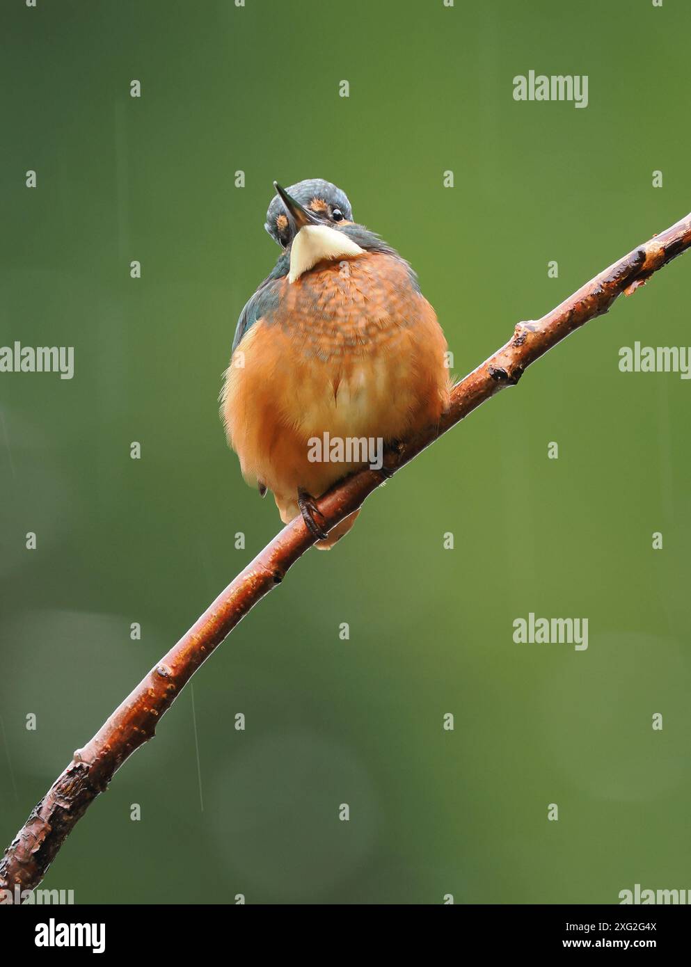 Junge Königsfischer lernen ihren Beruf dort, wo er wirklich erfolgreich ist oder stirbt. Es gibt eine sehr hohe Sterblichkeit an jungen eisvogel. Stockfoto